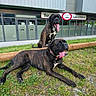 Tyson participe au concours pour gagner de l'argent avec cette photo : bar, brindle, building, canine, collar, companions, daylight, dog, dogs, friendly, glass_doors, grass, happy, nature, outdoor, pet, resting, sign, tongue_out, two_animals