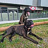 Tyson a rejoint le concours — aidez-le/la à gagner de superbes lots ! animal, brindle, building, canine, collar, daytime, dog, glass_doors, grass, happy, modern_architecture, nature, outdoor, pet, relaxed, resting, sidewalk, tongue_out, two_dogs, urban