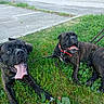 Tyson a rejoint le concours — aidez-le/la à gagner de superbes lots ! dog, brindle, grass, leash, collar, panting, tongue, outdoor, parking_lot, urban, greenery, two_dogs, pets, canine, resting, summer, daytime, nature, animal, mammal