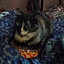 Princess is registered to the contest to win money with this photo: cat, tortoiseshell, candy_corn, container, blanket, bed, indoor, pet, animal, feline, cute, sitting, wide_eyes, soft_fur, cozy, resting, close_up, domestic, furniture, patterned