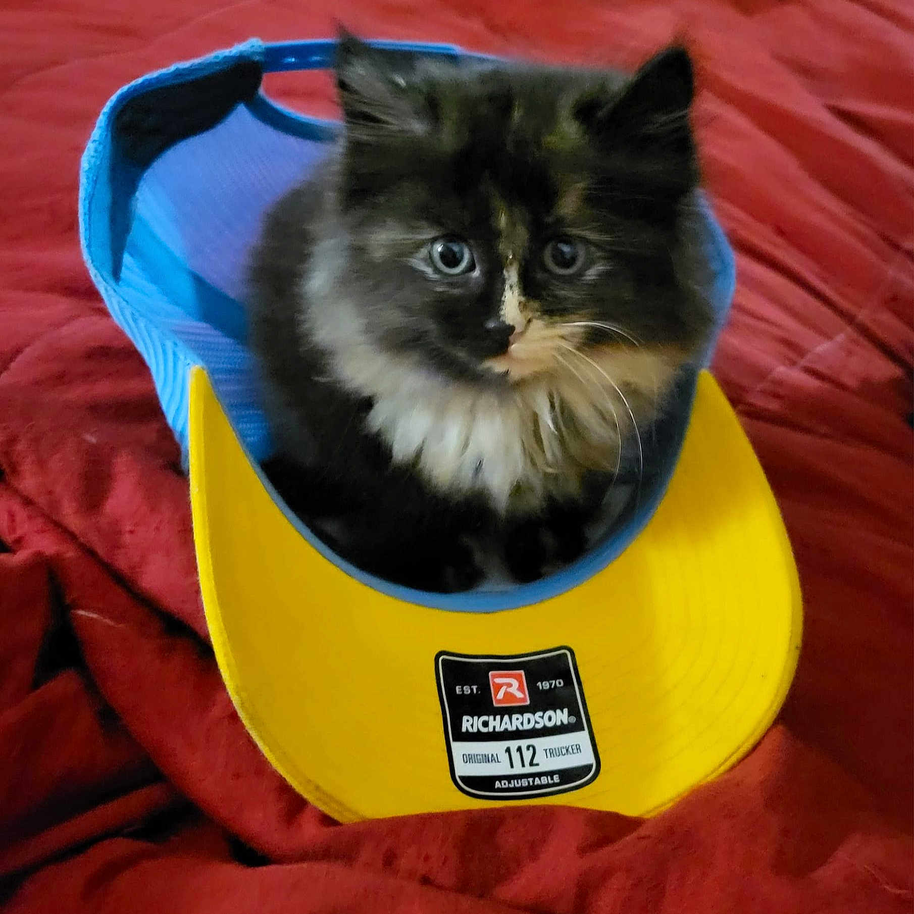 Princess joined the competition — help win amazing prizes! animal, blue, cat, cozy, cute, domestic_animal, eyes, face, fluffy, fur, hat, indoor, kitten, pet, red_blanket, resting, soft, trucker_hat, whiskers, yellow