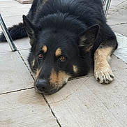 Lobo participe au concours pour gagner de l'argent avec cette photo : dog, animal, pet, black_coat, tan_markings, lying_down, outdoor, patio, tile_floor, ears, paw, canine, fur, resting, looking_up, brown_eyes, close_up, quiet, relaxed, lazy