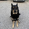 dog, black_and_tan, sitting, outdoor, gravel, driveway, car, ford, mercedes, carport, pet, animal, fur, ears, face, eyes, front_paws, quiet, calm, waiting