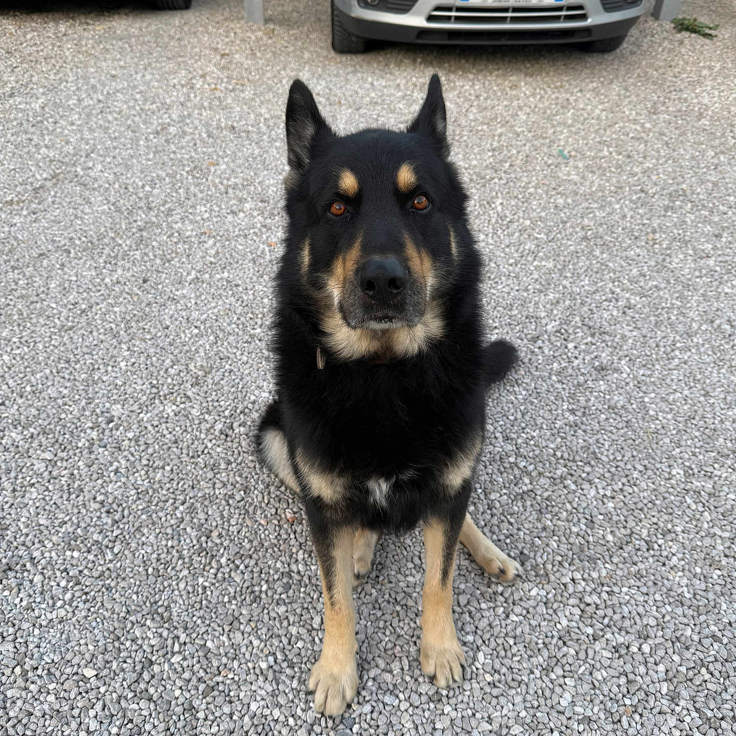 Lobo a rejoint le concours — aidez-le/la à gagner de superbes lots ! dog, black_and_tan, sitting, outdoor, gravel, driveway, car, ford, mercedes, carport, pet, animal, fur, ears, face, eyes, front_paws, quiet, calm, waiting