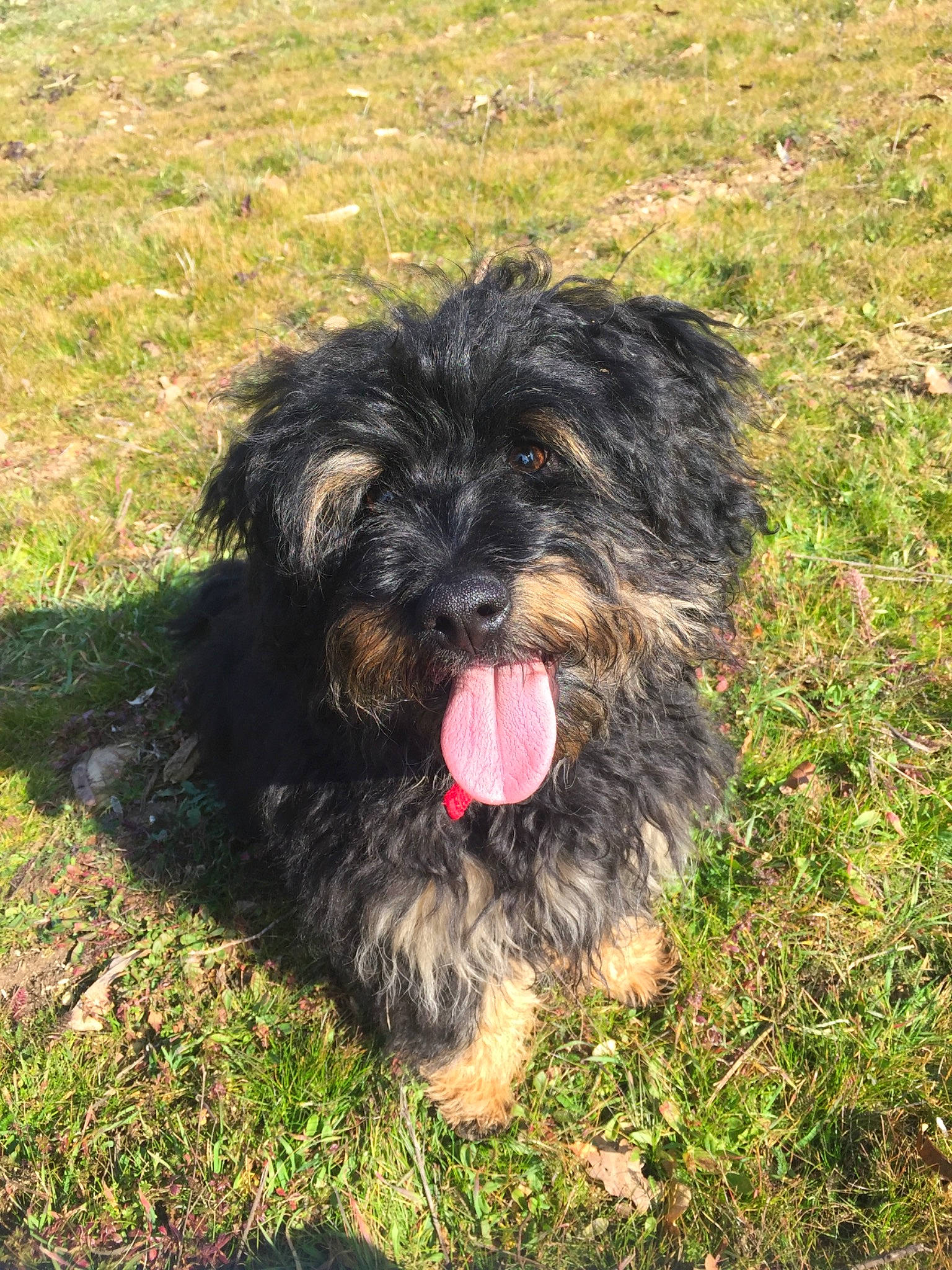 Loewen participe au concours pour gagner de l'argent avec cette photo : bolonka, canidae, cao_da_serra_de_aires, carnivore, catalan_sheepdog, cockapoo, dog, dog_breed, glen_of_imaal_terrier, kyi_leo, lhasa_apso, mammal, poodle_crossbreed, rare_breed_dog, schnoodle, sporting_group, sporting_lucas_terrier, terrier, tibetan_terrier, vertebrate