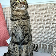 Rudy is registered to the contest to win money with this photo: cat, tabby, sitting, green_eyes, feline, striped_fur, whiskers, ears, tail, wicker_chair, cushion, outdoor, pet, domestic_animal, portrait, animal, furniture, relaxed, natural_light, closeup