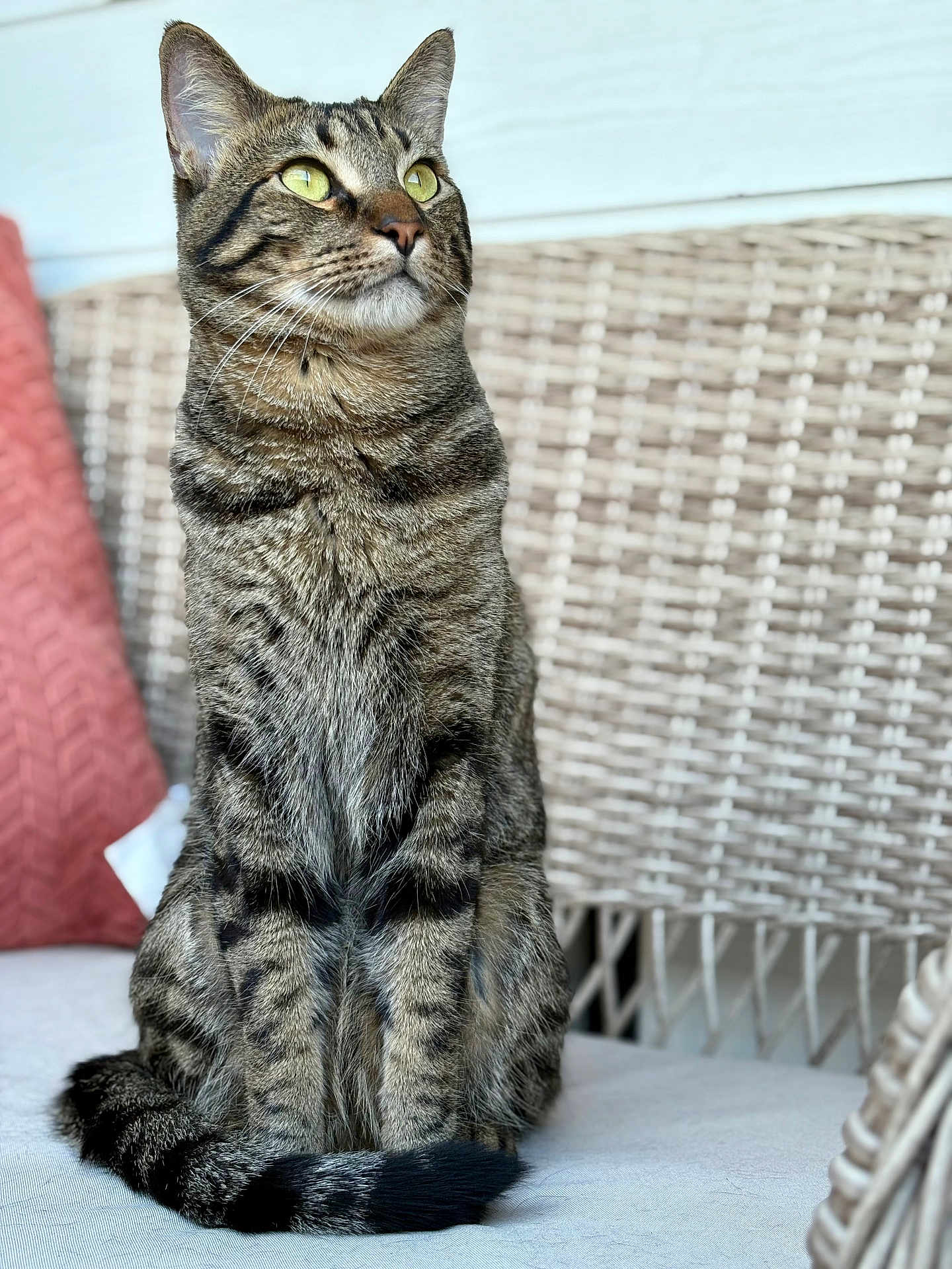 Rudy is registered to the contest to win money with this photo: cat, tabby, sitting, green_eyes, feline, striped_fur, whiskers, ears, tail, wicker_chair, cushion, outdoor, pet, domestic_animal, portrait, animal, furniture, relaxed, natural_light, closeup