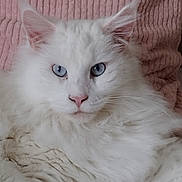 Ramsès a rejoint le concours — aidez-le/la à gagner de superbes lots ! animal, blue_eyes, cat, close_up, cute, domestic_cat, ears, face, feline, fluffy, indoors, lying_down, nose, pet, pink_background, portrait, relaxed, soft_fur, whiskers, white_cat