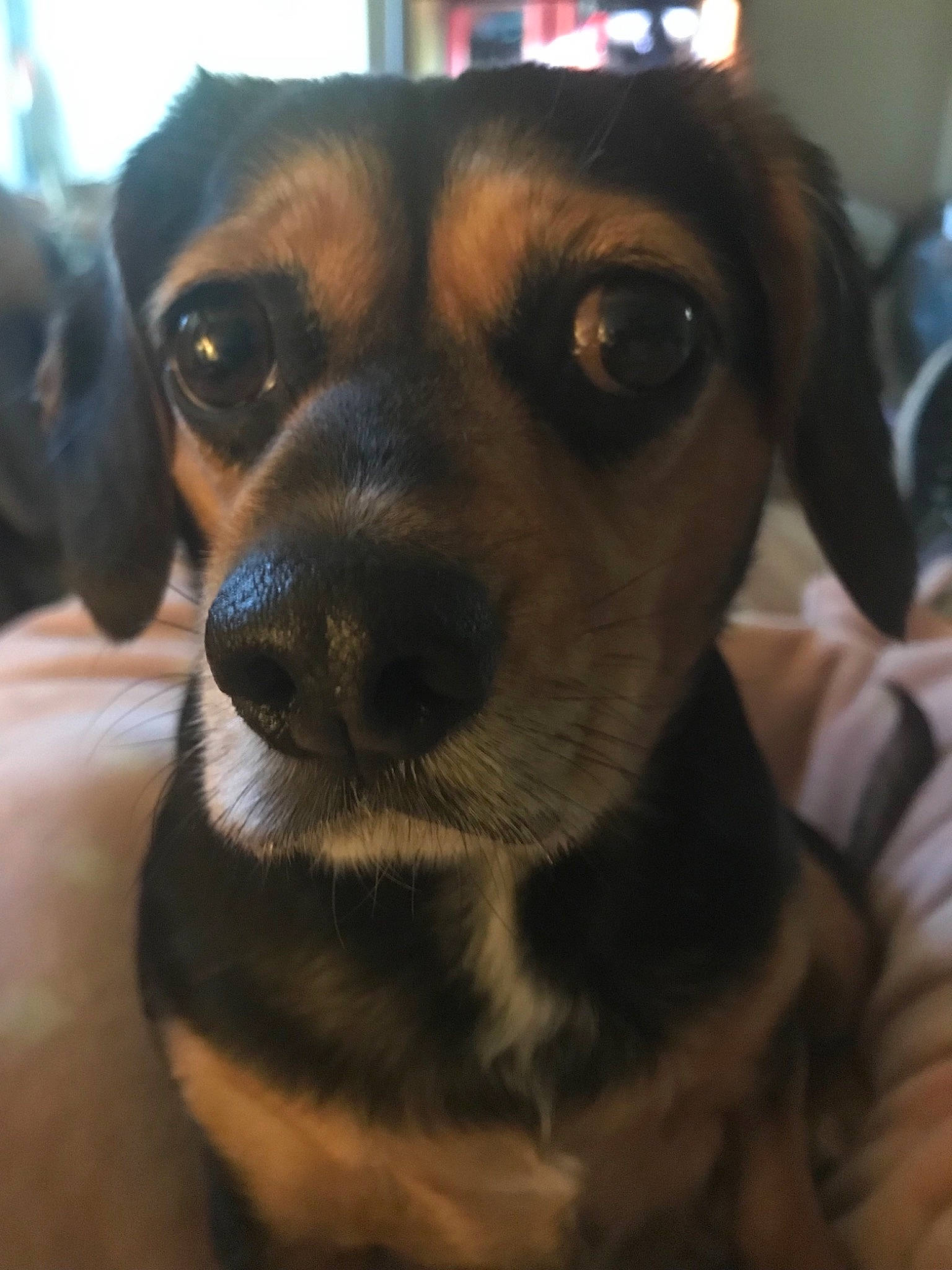 Sadi is registered to the contest to win money with this photo: canidae, carnivore, collar, companion_dog, dog, dog_breed, ear, fawn, fur, jaw, paw, puppy, snout, sporting_group, whiskers, working_animal, working_dog