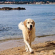 Rio participe au concours pour gagner de l'argent avec cette photo : dog, golden_retriever, beach, sand, water, sea, wet_fur, outdoor, animal, pet, canine, nature, shoreline, coast, summer, sunlight, walking, playful, happy, daytime