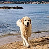 dog, golden_retriever, beach, sand, water, sea, wet_fur, outdoor, animal, pet, canine, nature, shoreline, coast, summer, sunlight, walking, playful, happy, daytime