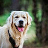 Rio participe au concours pour gagner de l'argent avec cette photo : dog, golden_retriever, animal, pet, outdoor, nature, tongue_out, canine, fur, happy, mammal, portrait, friendly, leash, collar, walking, forest, greenery, cute, smiling