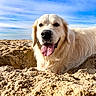 dog, golden_retriever, beach, sand, sky, sunny, outdoor, tongue_out, pet, canine, nature, animal, happy, playful, summer, daytime, close_up, smiling, fur, blue_sky