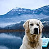 Rio a rejoint le concours — aidez-le/la à gagner de superbes lots ! dog, golden_retriever, lake, water, mountains, mist, nature, outdoor, animal, pet, canine, reflection, scenic, peaceful, dock, blue, sky, fur, portrait, serene