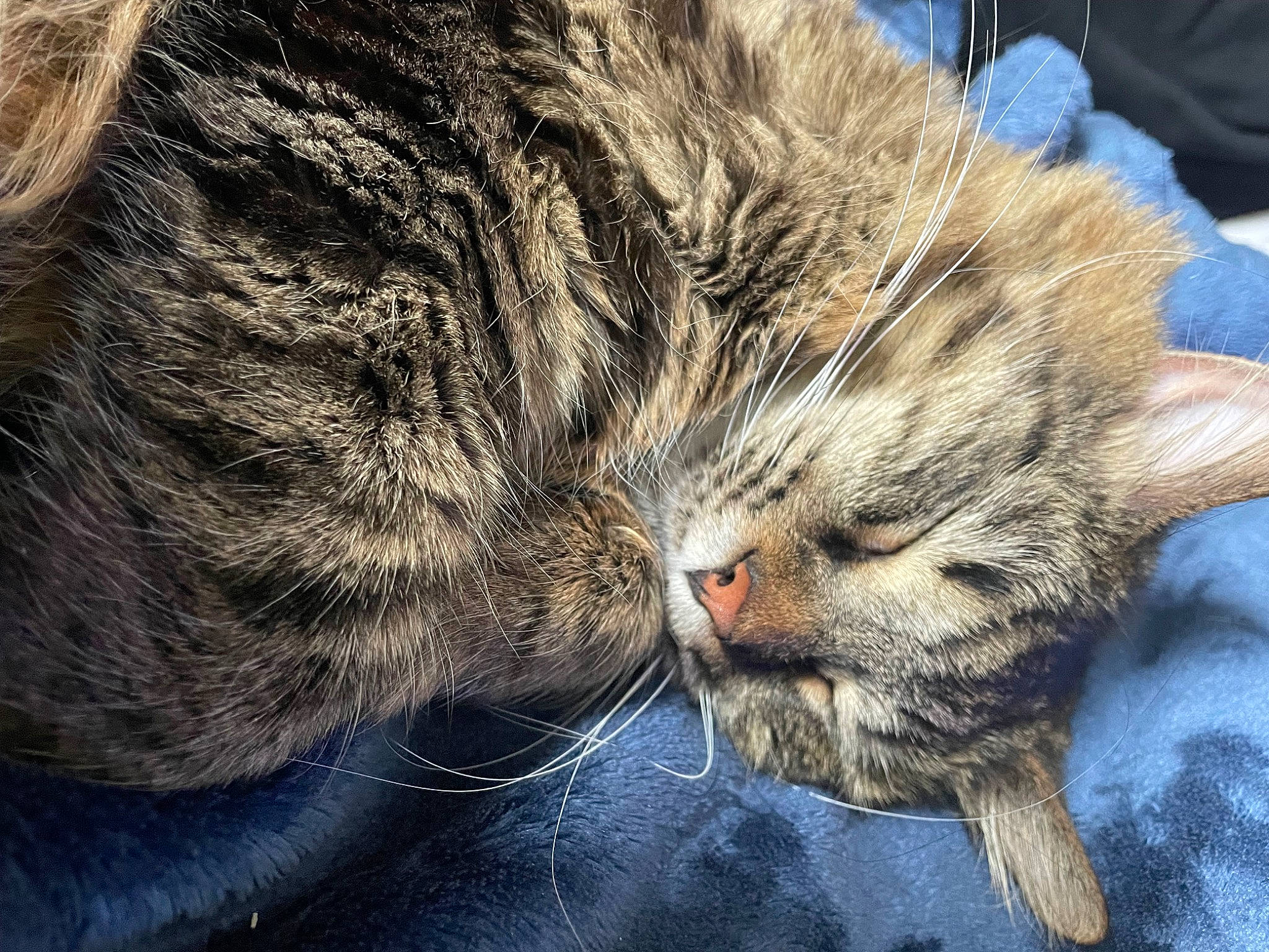 Keke is registered to the contest to win money with this photo: carnivore, cat, comfort, domestic_short_haired_cat, felidae, fur, nap, paw, sleep, small_to_medium_sized_cats, snout, terrestrial_animal, whiskers