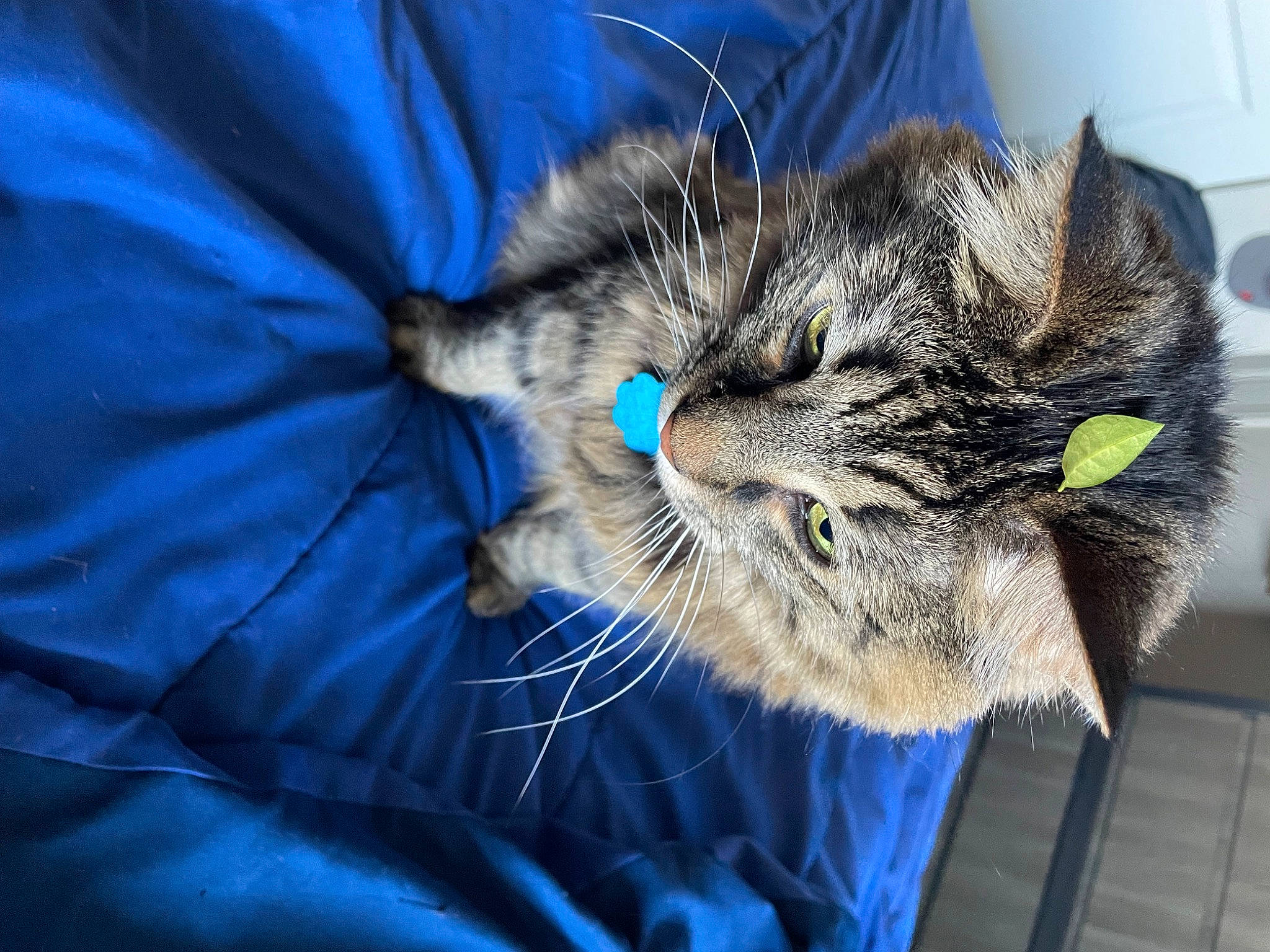 Keke joined the competition — help win amazing prizes! carnivore, cat, claw, comfort, domestic_short_haired_cat, ear, electric_blue, eye, felidae, fur, mammal, nap, paw, small_to_medium_sized_cats, snout, tail, terrestrial_animal, whiskers