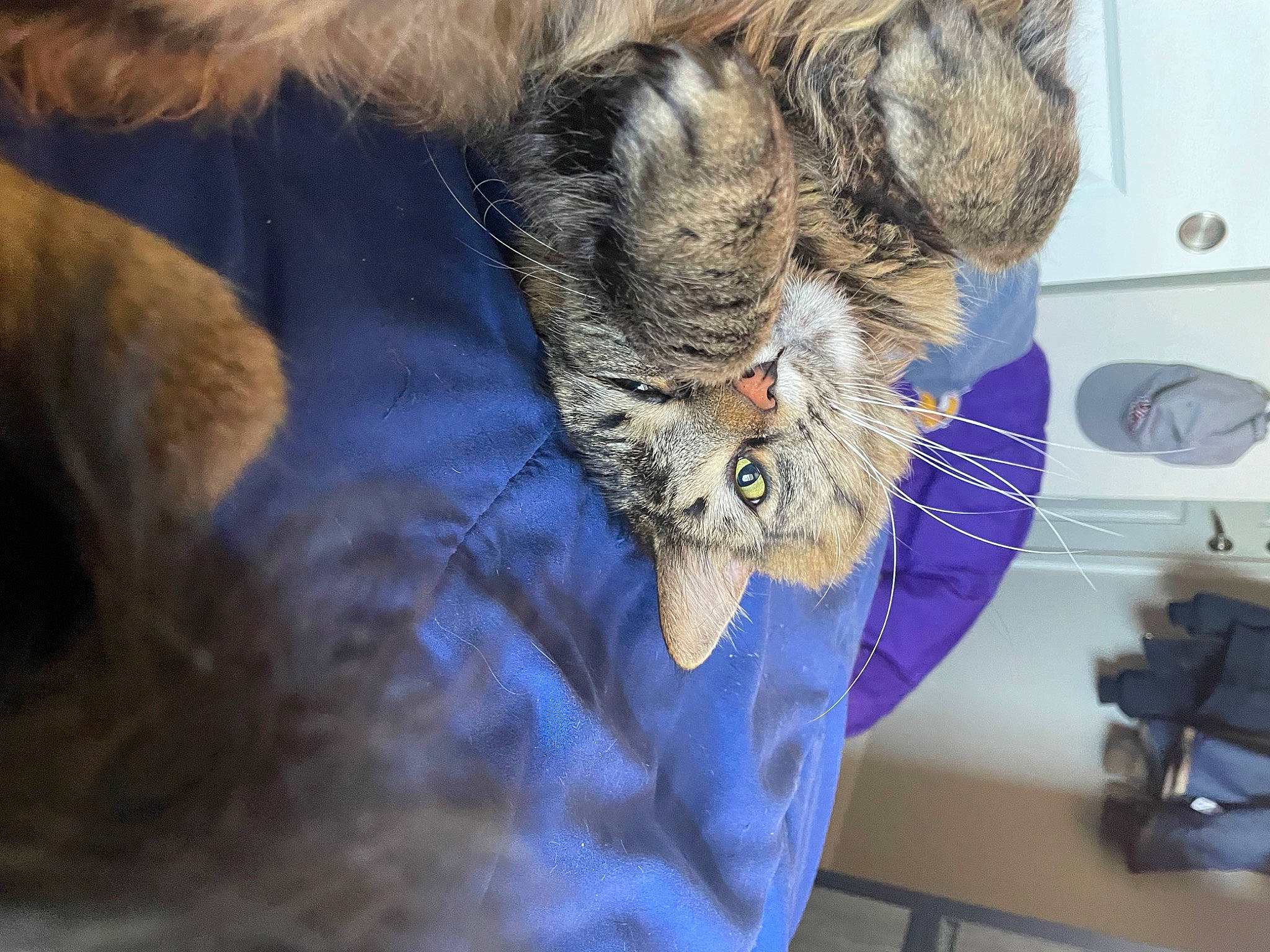 Keke is registered to the contest to win money with this photo: bird_of_prey, carnivore, cat, claw, comfort, domestic_short_haired_cat, drawer, electric_blue, feather, felidae, fur, paw, plant, shelf, small_to_medium_sized_cats, snout, tail, terrestrial_animal, whiskers, wildlife