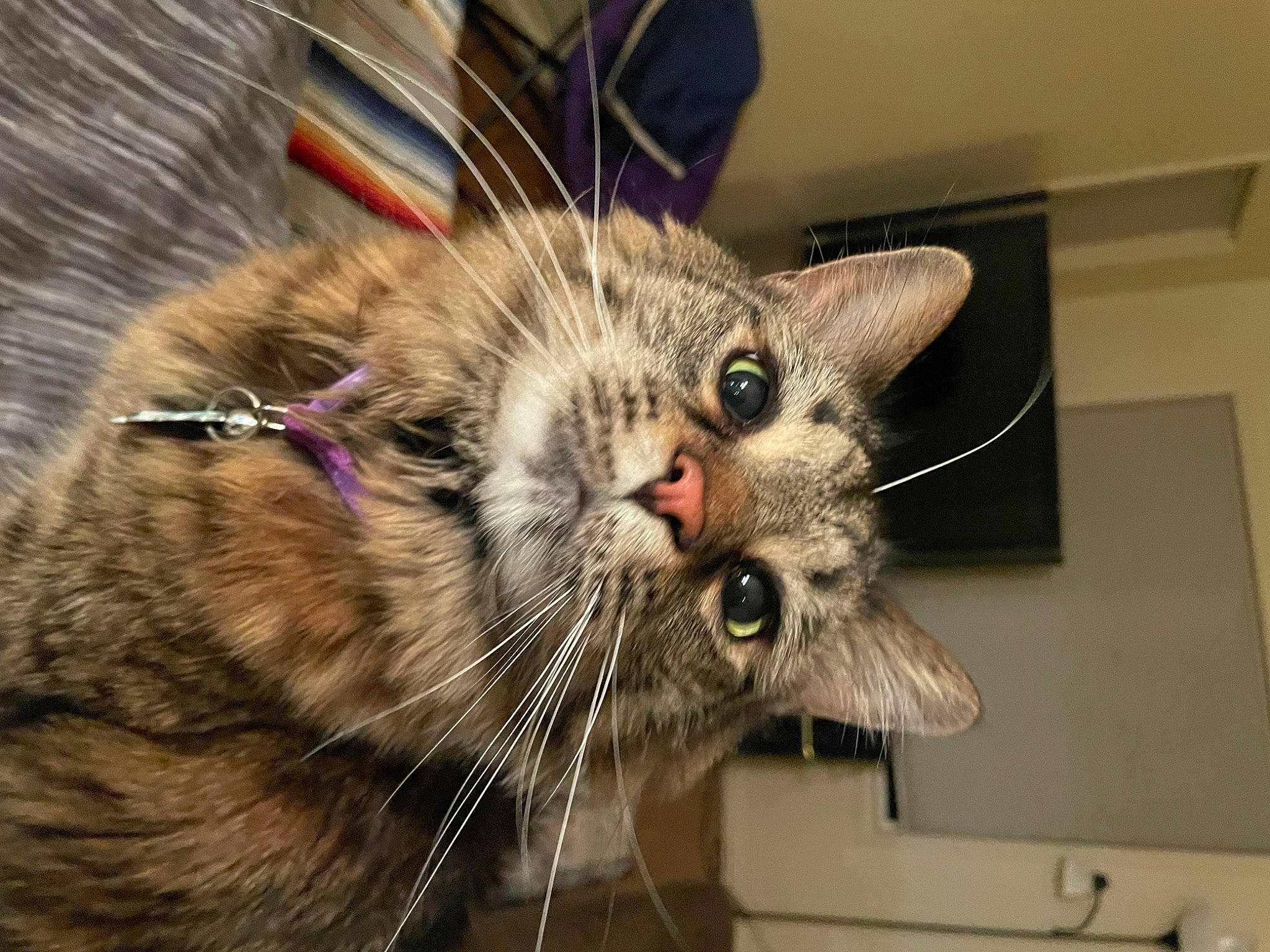 Keke is registered to the contest to win money with this photo: carnivore, cat, claw, domestic_short_haired_cat, ear, fang, felidae, fur, paw, small_to_medium_sized_cats, snout, tail, terrestrial_animal, whiskers, wildlife, yawn