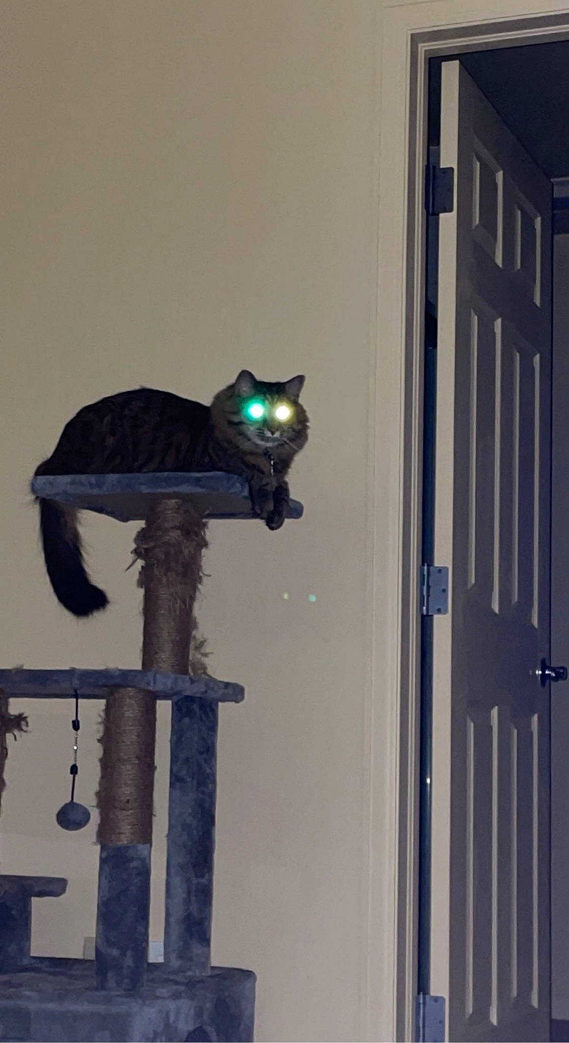 Keke is registered to the contest to win money with this photo: art, azure, black_cat, bombay, carnivore, cat, door, electric_blue, felidae, gas, grey, light_fixture, room, small_to_medium_sized_cats, street_light, tail, tree, whiskers, window, wood