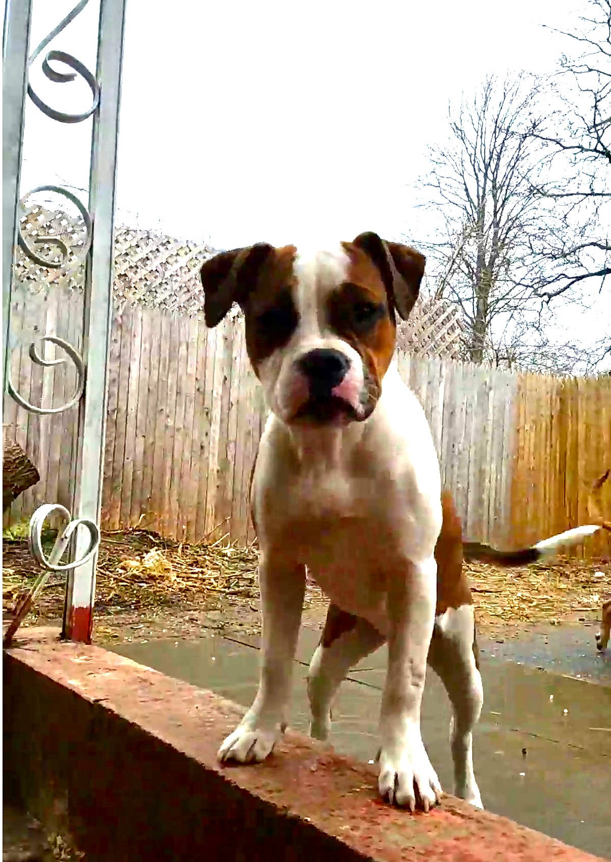 Ditto joined the competition — help win amazing prizes! american_bulldog, australian_bulldog, bulldog, canidae, carnivore, companion_dog, dog, dog_breed, dorset_olde_tyme_bulldogge, fawn, mammal, non_sporting_group, olde_english_bulldogge, rare_breed_dog, snout, sporting_group, valley_bulldog, vertebrate