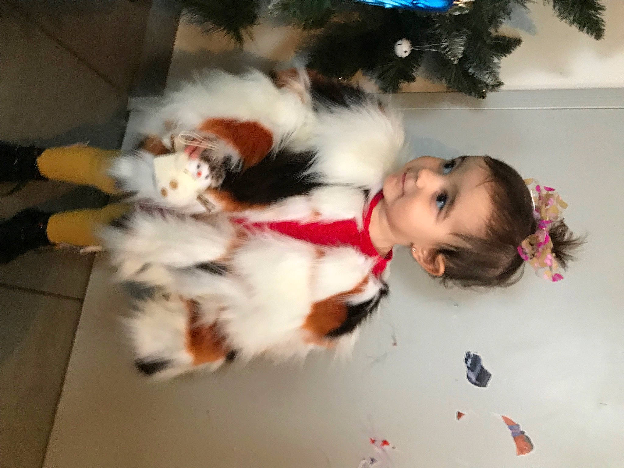 Kyra a rejoint le concours — aidez-le/la à gagner de superbes lots ! carnivore, child, companion_dog, dog, dog_breed, felidae, flooring, fun, fur, happy, holiday, paw, person, room, small_to_medium_sized_cats, tail, toddler, toy_dog, whiskers