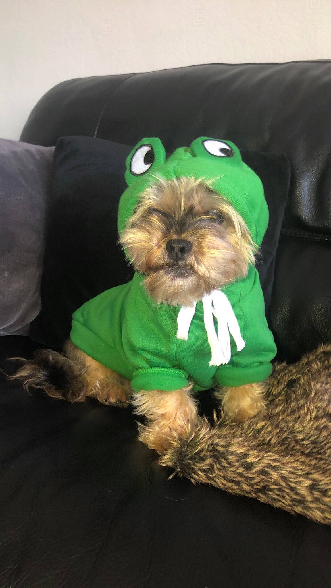 Cindy is registered to the contest to win money with this photo: canidae, carnivore, chinese_crested_dog, comfort, companion_dog, dog, dog_breed, dog_clothes, dog_supply, fawn, hat, liver, pet_supply, sleeve, small_terrier, snout, sporting_group, terrier, toy_dog, working_animal