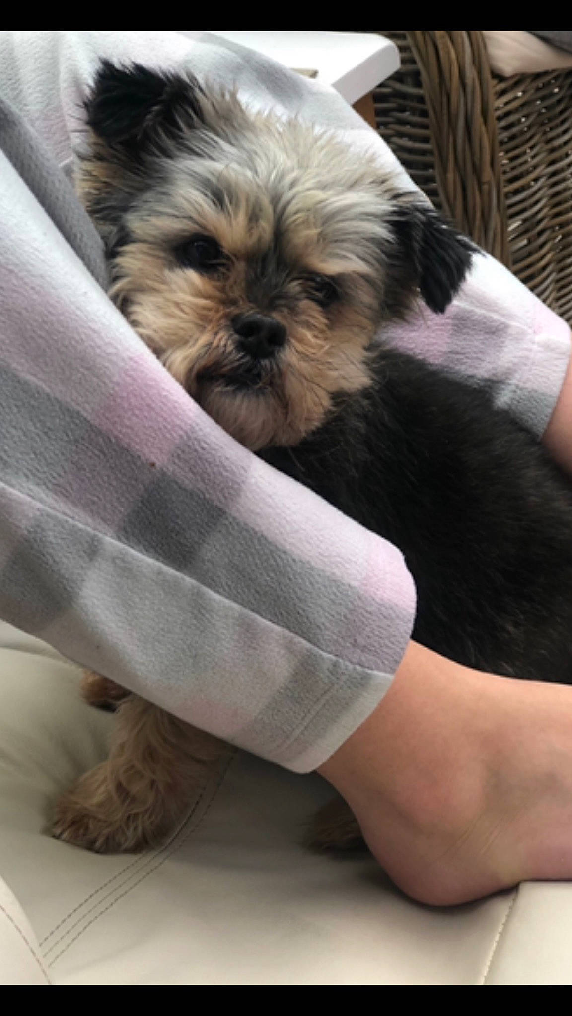 Cindy is registered to the contest to win money with this photo: canidae, carnivore, comfort, companion_dog, dog, dog_breed, dog_supply, fawn, fur, human_leg, liver, pet_supply, shih_tzu, small_terrier, snout, sporting_group, terrestrial_animal, thigh, toy_dog, working_animal