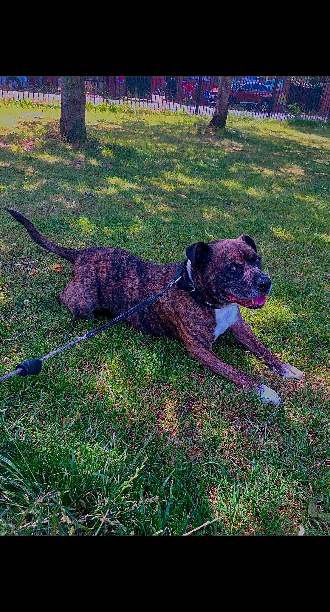 Cooper is registered to the contest to win money with this photo: canidae, carnivore, collar, companion_dog, dog, dog_breed, dog_collar, fawn, grass, groundcover, guard_dog, gun_dog, liver, plant, soil, sporting_group, tail, terrestrial_animal, working_animal, working_dog