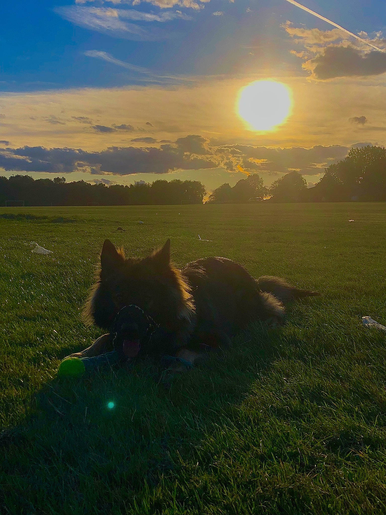 Blitz is registered to the contest to win money with this photo: astronomical_object, atmosphere, atmospheric_phenomenon, carnivore, cloud, cumulus, dog, dusk, fawn, grass, grassland, highland, horizon, landscape, natural_landscape, plain, plant, sky, sunlight, sunset