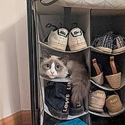 Winter a rejoint le concours — aidez-le/la à gagner de superbes lots ! cat, shoe_organizer, shoes, indoor, curious, fluffy, pet, cozy, storage, home, footwear, leather_shoes, sneakers, canvas_shoes, casual_shoes, brown_floor, wall, feline, resting, cute
