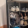 cat, shoe_organizer, shoes, indoor, curious, fluffy, pet, cozy, storage, home, footwear, leather_shoes, sneakers, canvas_shoes, casual_shoes, brown_floor, wall, feline, resting, cute