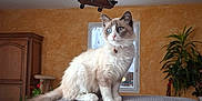 Winter a rejoint le concours — aidez-le/la à gagner de superbes lots ! cat, blue_eyes, fluffy_fur, collar, bell, couch, gray_couch, living_room, window, wooden_cabinet, plant, orange_wall, indoor, pet, feline, sitting, domestic_animal, fur, tail, natural_light