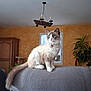 Winter a rejoint le concours — aidez-le/la à gagner de superbes lots ! cat, blue_eyes, fluffy_fur, collar, bell, couch, gray_couch, living_room, window, wooden_cabinet, plant, orange_wall, indoor, pet, feline, sitting, domestic_animal, fur, tail, natural_light