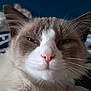 Winter a rejoint le concours — aidez-le/la à gagner de superbes lots ! cat, close_up, fluffy, pink_nose, whiskers, ears, fur, relaxed, animal, pet, indoor, face, mischievous, domestic_cat, cute, feline, portrait, closeup, expression