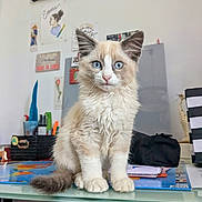 Winter a rejoint le concours — aidez-le/la à gagner de superbes lots ! kitten, cat, blue_eyes, fluffy, sitting, table, glass_table, stationery, papers, wall_art, decorations, indoor, pet, curious, domestic_cat, feline, young_cat, household, cute, portrait