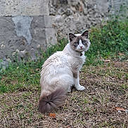 Winter joined the competition — help win amazing prizes! cat, blue_eyes, fluffy_fur, outdoor, grass, dry_grass, stone_wall, collar, animal, pet, sitting, looking_back, nature, feline, curious, domestic_cat, quiet, sunlight, garden, wildlife