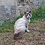 cat, blue_eyes, fluffy_fur, outdoor, grass, dry_grass, stone_wall, collar, animal, pet, sitting, looking_back, nature, feline, curious, domestic_cat, quiet, sunlight, garden, wildlife