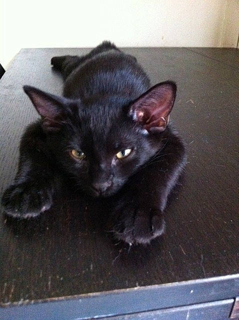 Homer participe au concours pour gagner de l'argent avec cette photo : asian, black_cat, bombay, carnivore, cat, domestic_short_haired_cat, ear, felidae, german_rex, kitten, korat, mammal, nebelung, polydactyl_cat, small_to_medium_sized_cats, snout, vertebrate, whiskers