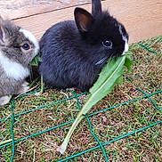 Flocon participe au concours pour gagner de l'argent avec cette photo : domestic_rabbit, fauna, grass, hare, rabbit, rabits_and_hares, snout, whiskers, wildlife