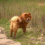 Ouchka participe au concours pour gagner de l'argent avec cette photo : dog, chow_chow, fluffy, brown, grass, path, stone_walkway, outdoor, nature, tongue_out, curious, pet, animal, fur, canine, walk, summer, daylight, playful, standing