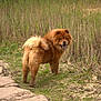 dog, chow_chow, fluffy, brown, grass, path, stone_walkway, outdoor, nature, tongue_out, curious, pet, animal, fur, canine, walk, summer, daylight, playful, standing