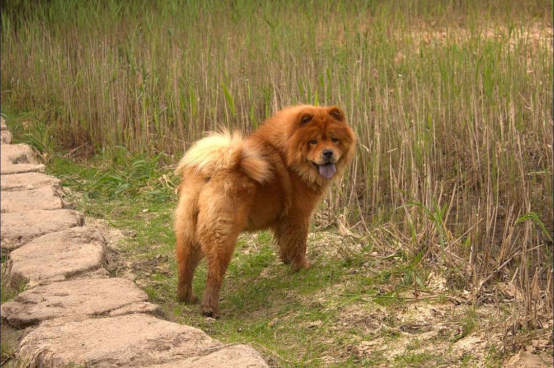 Ouchka participe au concours pour gagner de l'argent avec cette photo : dog, chow_chow, fluffy, brown, grass, path, stone_walkway, outdoor, nature, tongue_out, curious, pet, animal, fur, canine, walk, summer, daylight, playful, standing