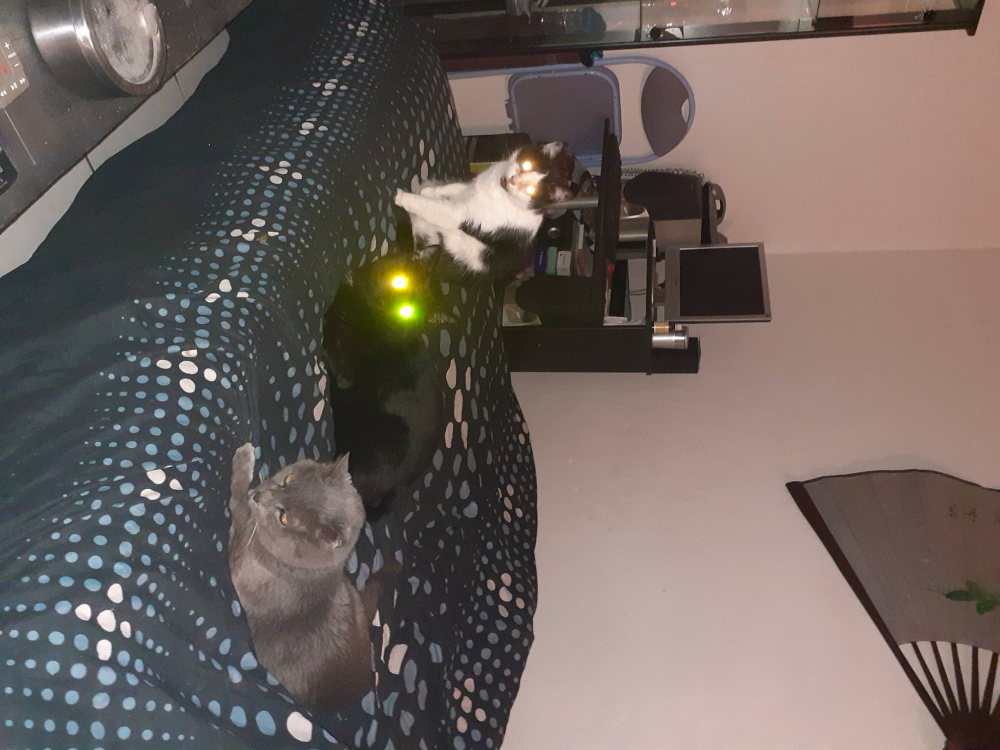 Salsa Socrate Grisouille