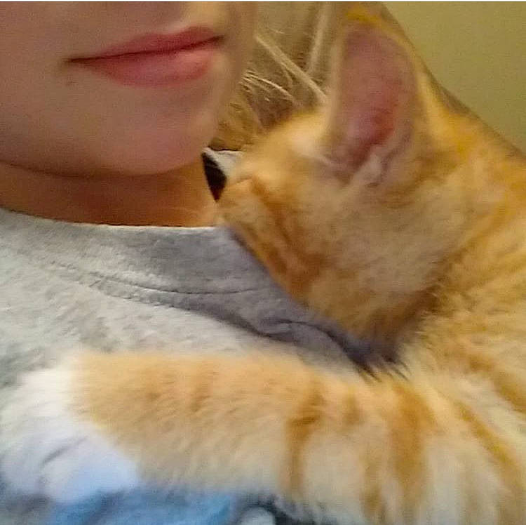 Rose joined the competition — help win amazing prizes! carnivore, cat, close_up, ear, eye, fawn, felidae, fur, kitten, mammal, mouth, nap, nose, ojos_azules, polydactyl_cat, skin, small_to_medium_sized_cats, snout, tail, whiskers