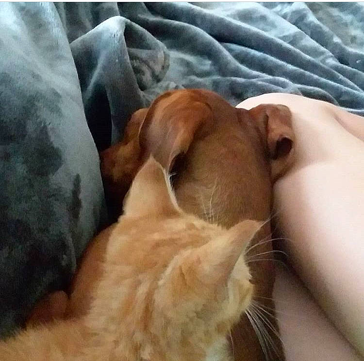 Rose joined the competition — help win amazing prizes! canidae, carnivore, companion_dog, dog, dog_breed, fawn, nap, puppy, puppy_love, sleep, snout, sporting_group, whiskers