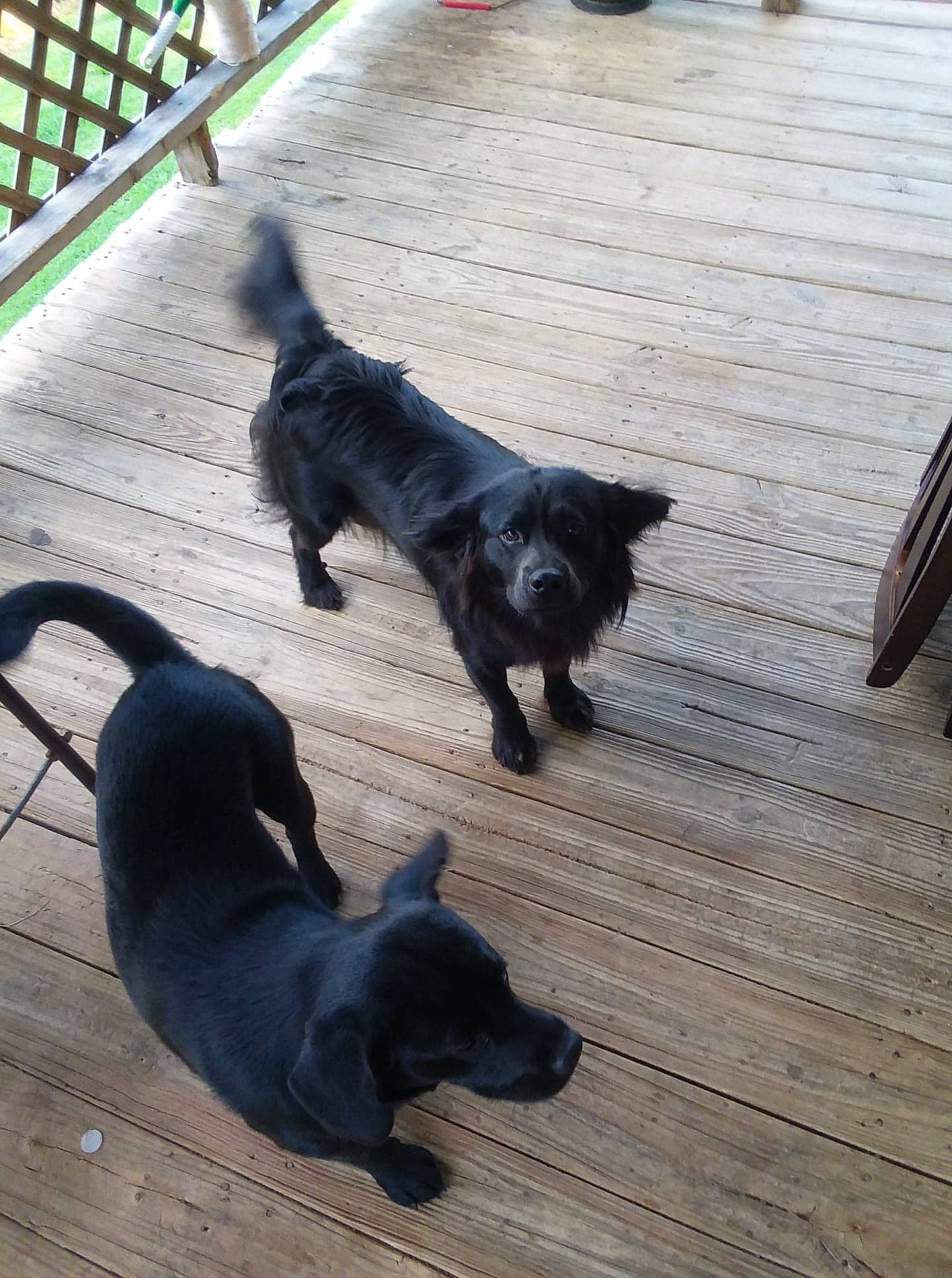 Bailey joined the competition — help win amazing prizes! canidae, carnivore, companion_dog, dog, dog_breed, flat_coated_retriever, mammal, patterdale_terrier, puppy, schipperke, sporting_group, tail, vertebrate