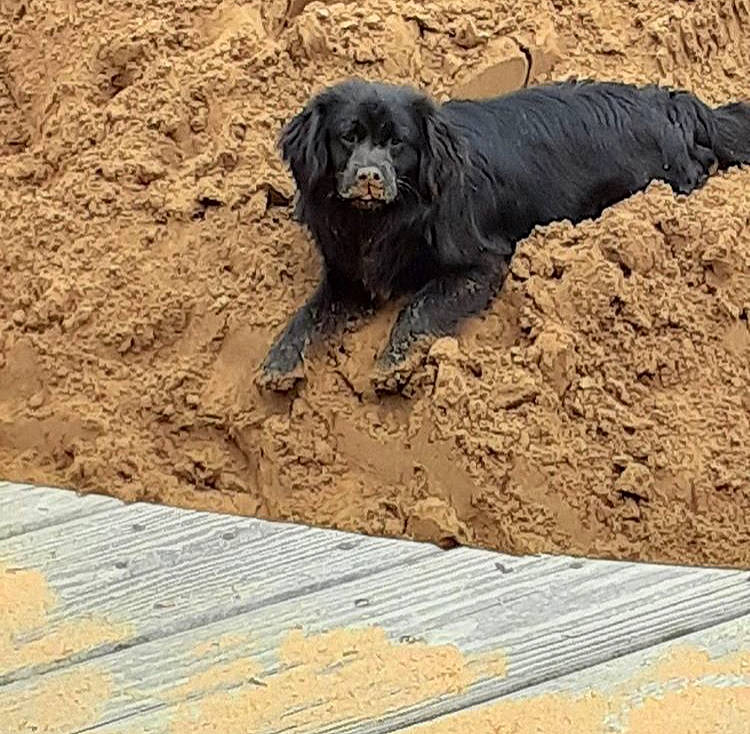 Bailey is registered to the contest to win money with this photo: canidae, carnivore, companion_dog, dog, dog_breed, gordon_setter, hunting_dog, soil, spaniel, sporting_group