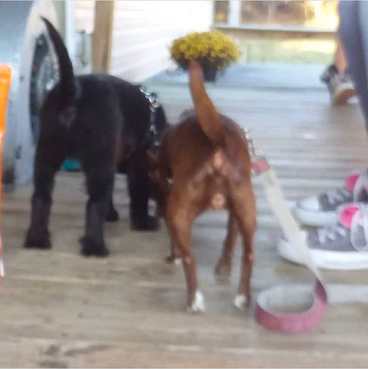 Bailey joined the competition — help win amazing prizes! canidae, carnivore, companion_dog, dog, dog_breed, fawn, sporting_group, tail