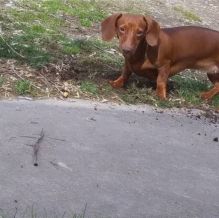 Sophia is registered to the contest to win money with this photo: alpine_dachsbracke, canidae, carnivore, dachshund, dog, dog_breed, fawn, grass, hound, hunting_dog, liver, mammal, redbone_coonhound, sporting_group, tyrolean_hound, vizsla