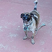 Spanky joined the competition — help win amazing prizes! dog, animal, pet, leash, collar, standing, alert, outdoor, curious, speckled_fur, brown, black, white, ears, tail, pavement, ground, playful, canine, looking_up